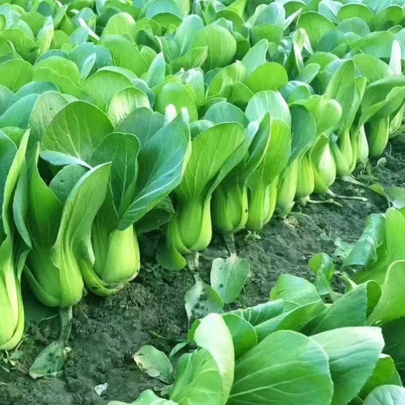 精品油菜上海青新鲜采摘大量有货长期供应要的联系