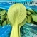 精品油菜上海青新鲜采摘大量有货长期供应要的联系