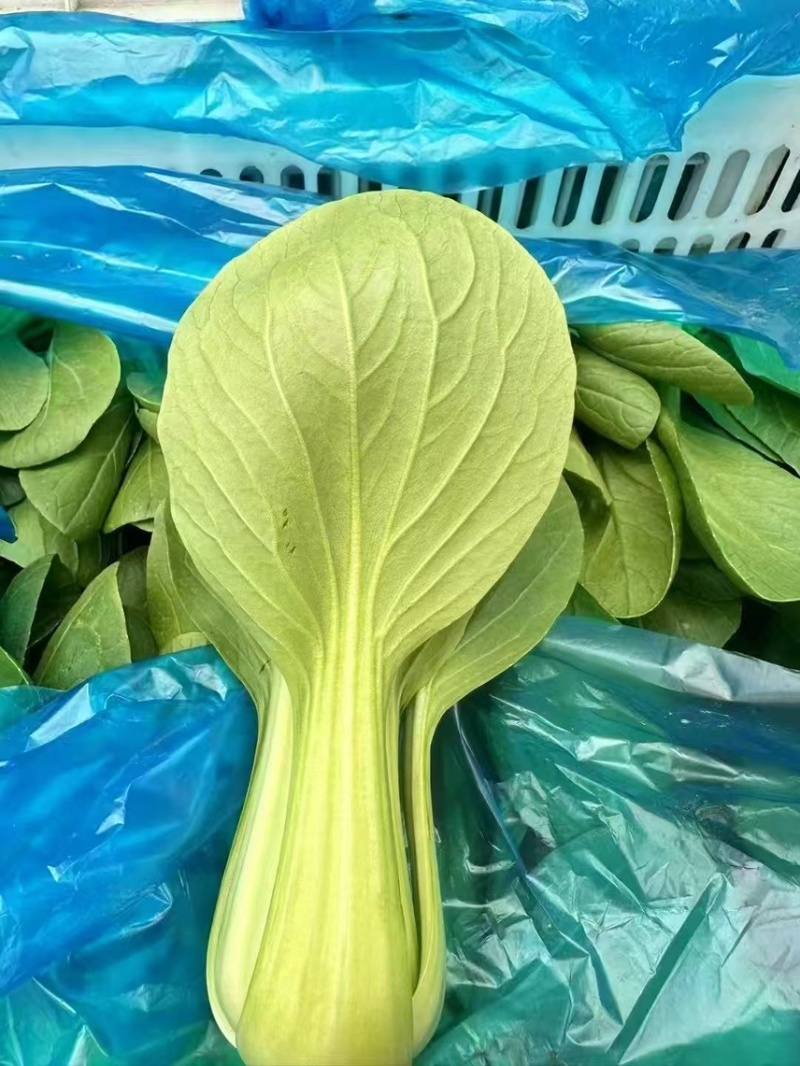 精品油菜上海青新鲜采摘大量有货长期供应要的联系