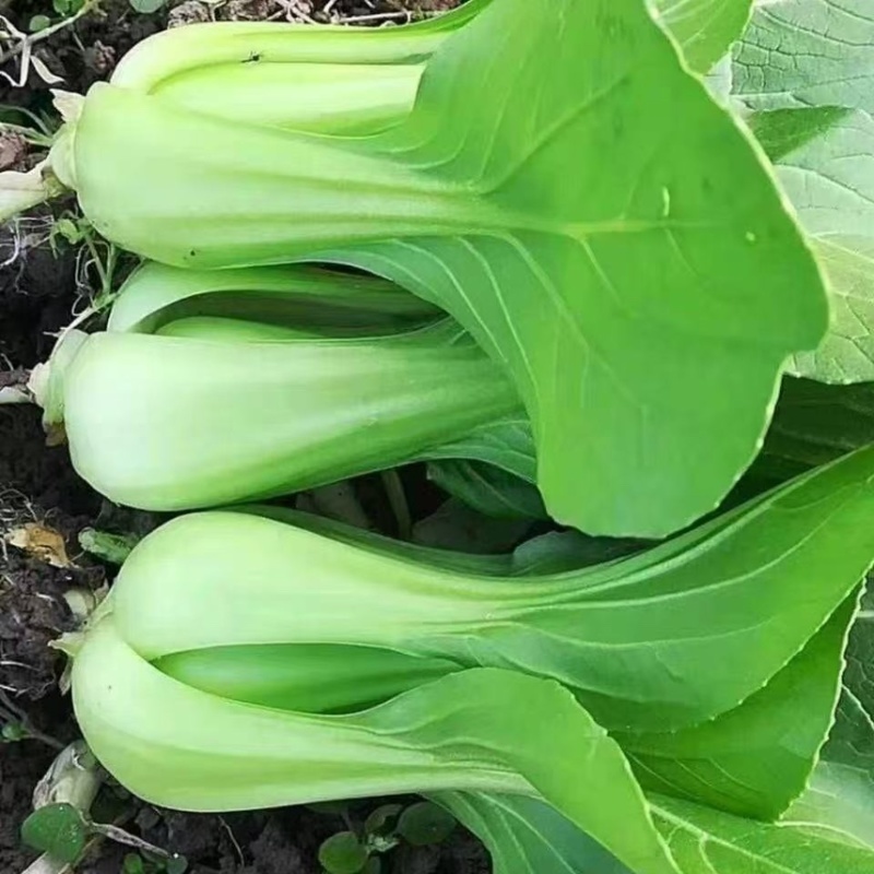 精品油菜上海青新鲜采摘大量有货长期供应要的联系