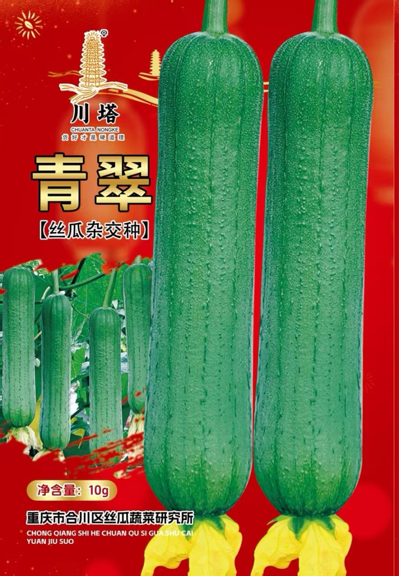 丝瓜种子青翠皮色油绿顺直强雌带瓜力强抗病高产优质