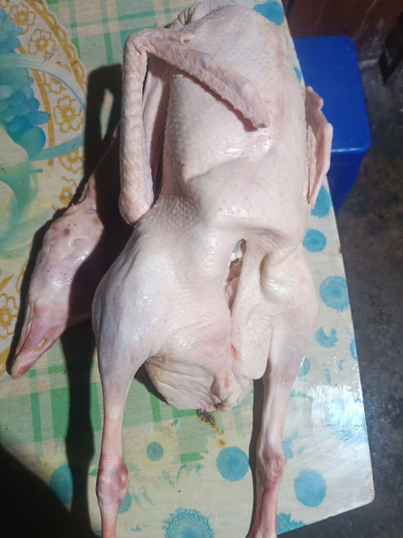 大笨鹅