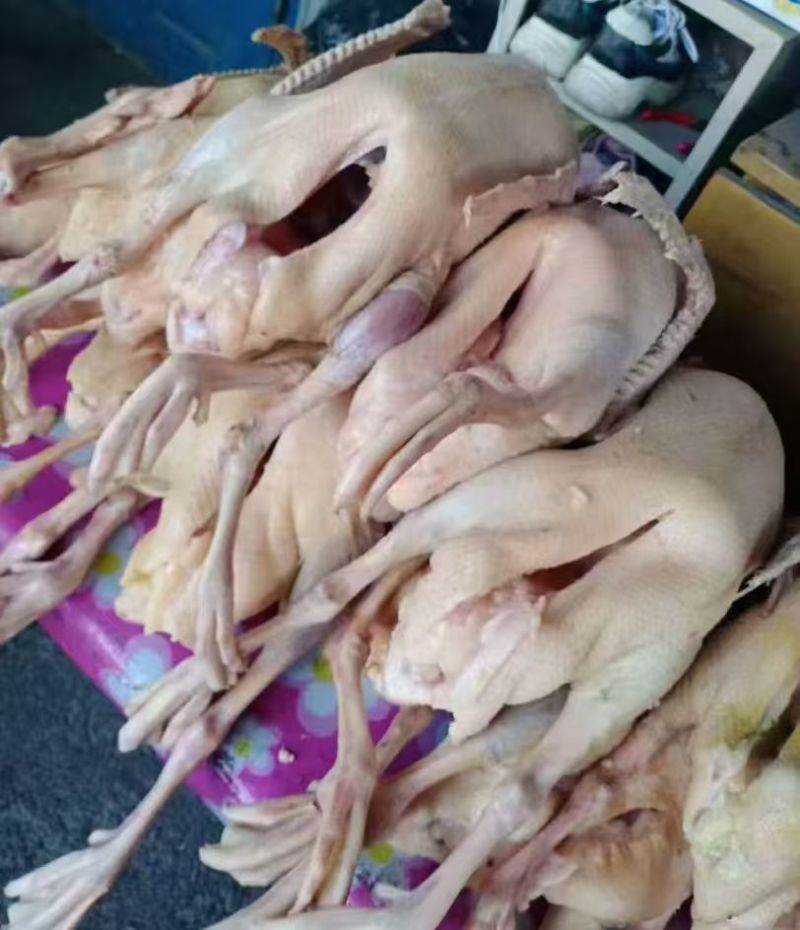 大笨鹅
