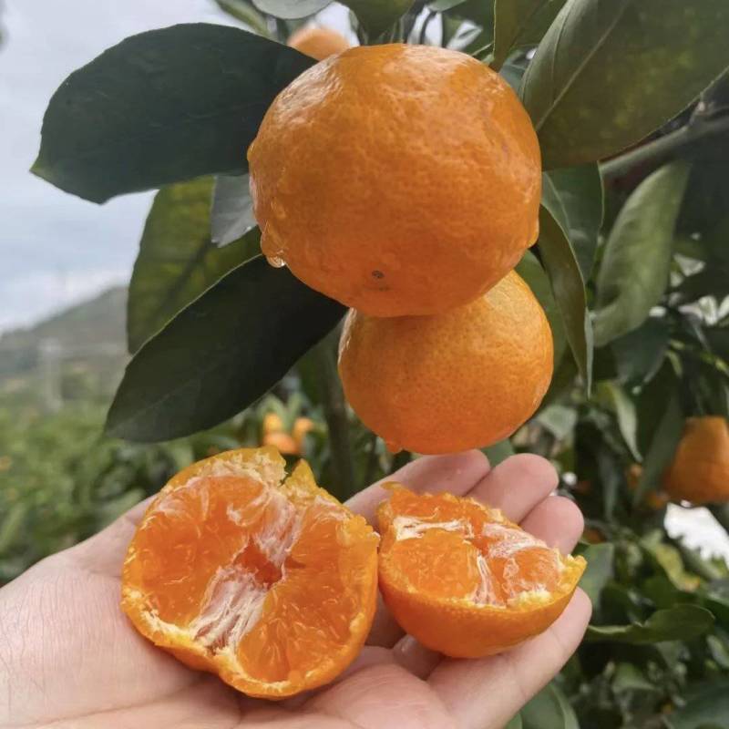 精品涌泉蜜橘台州临海甜度高皮薄颜色好看