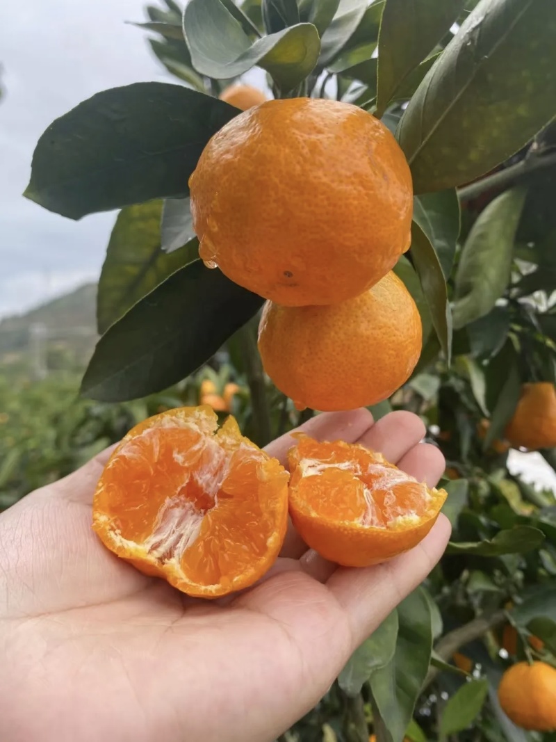 精品涌泉蜜橘台州临海甜度高皮薄颜色好看