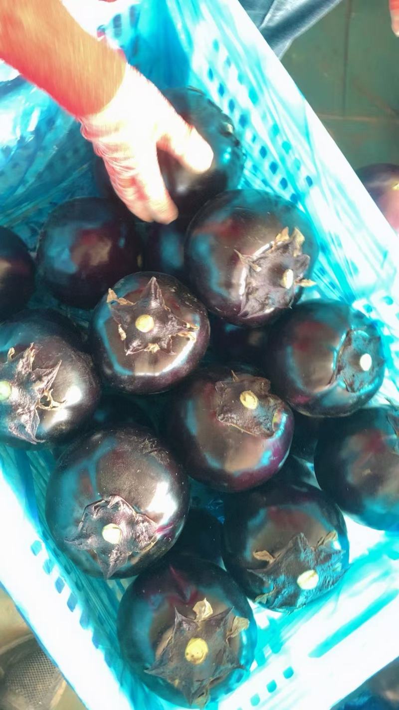 精品茄子黑亮紫光圆茄大量供应产地直发品质保证量大价优全国