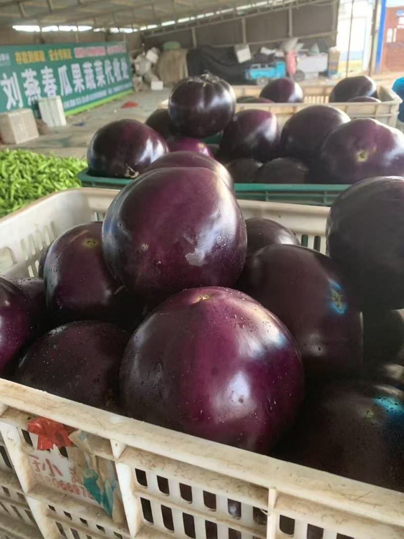 精品茄子黑亮紫光圆茄大量供应产地直发品质保证量大价优全国