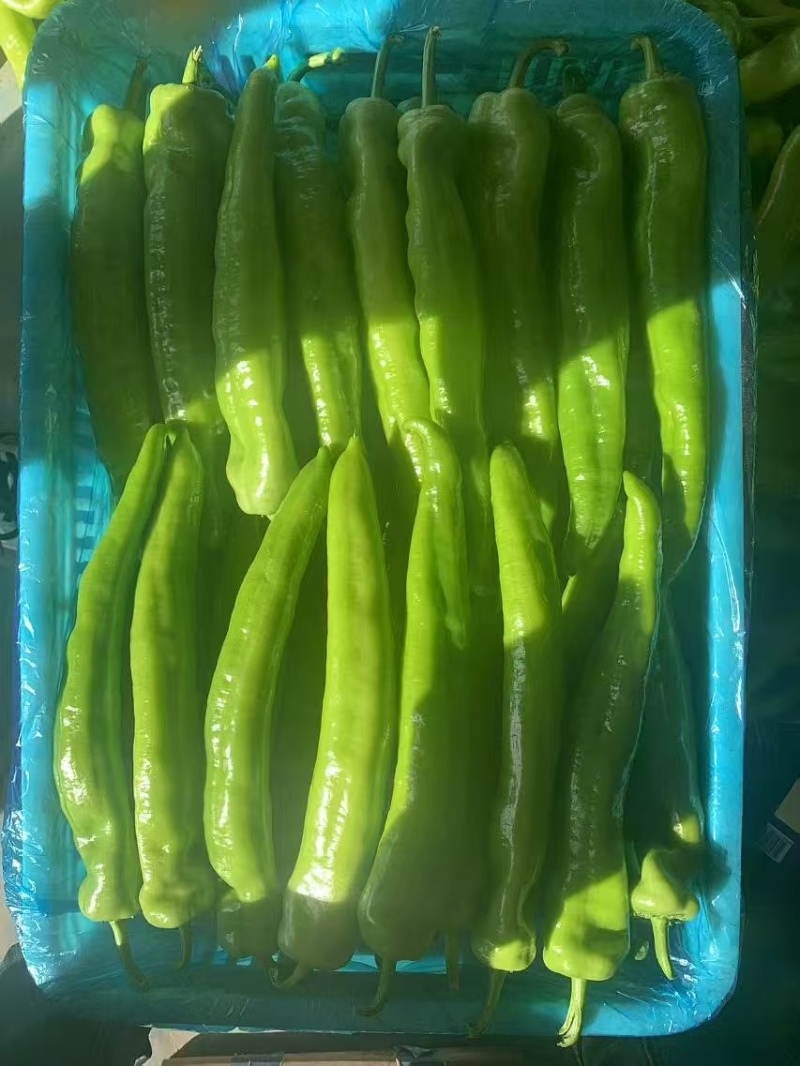 优质精品黄皮辣椒尖椒现摘现发品质保证量大价优全国发货