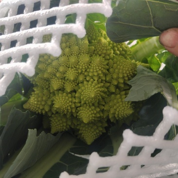 精品宝塔花，