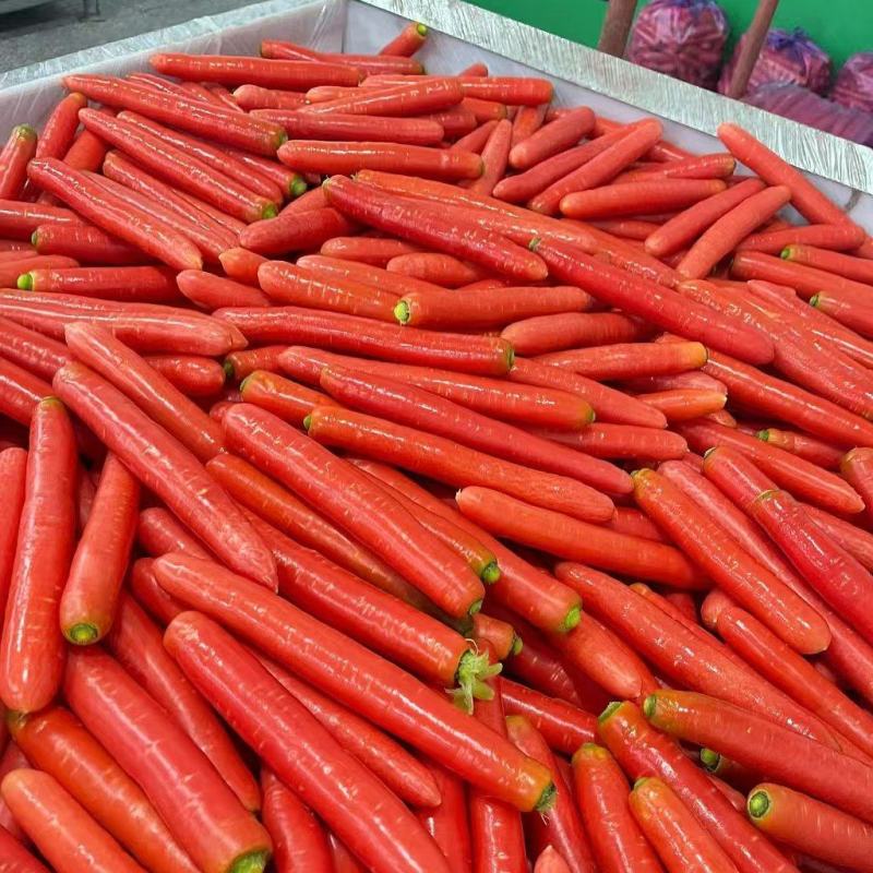 水果红萝卜～可生食可做菜～对接批发市场超市电商等