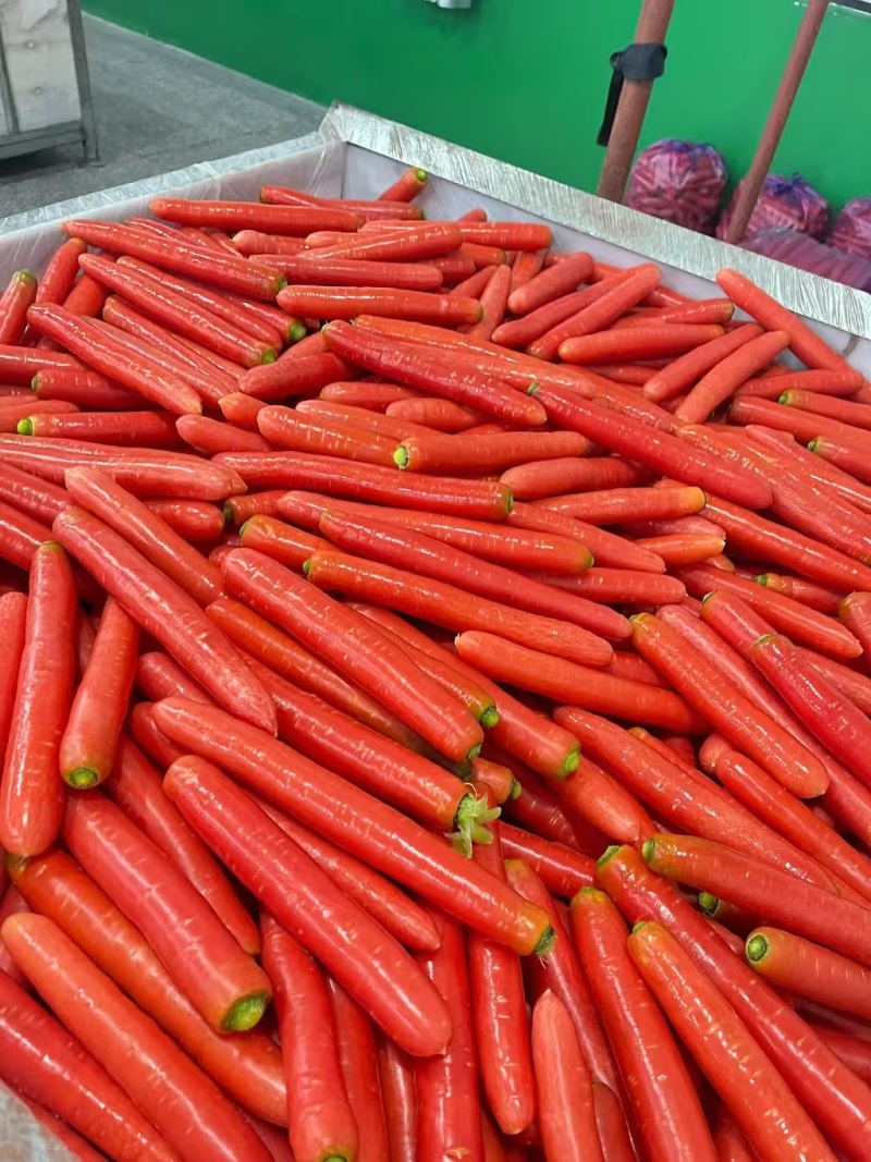 水果红萝卜～可生食可做菜～对接批发市场超市电商等