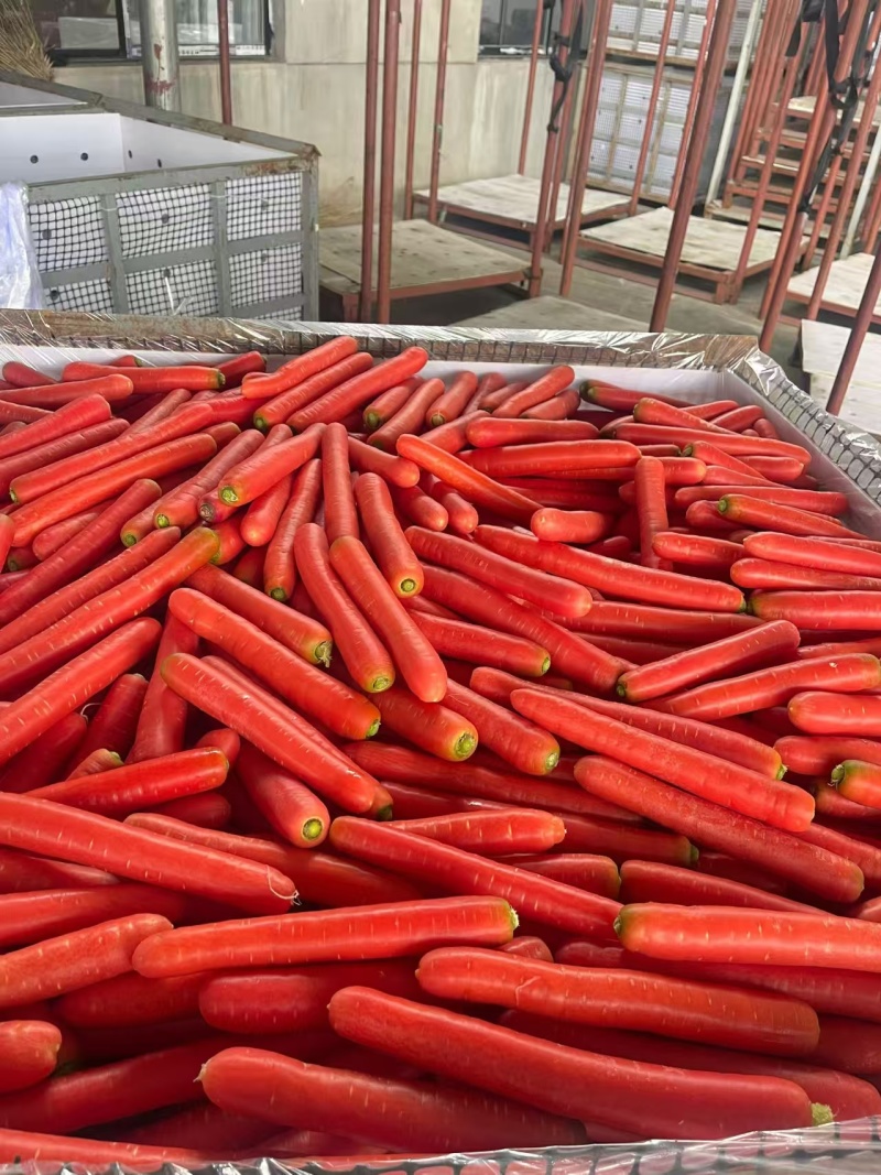 水果红萝卜～可生食可做菜～对接批发市场超市电商等