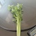 河北石家庄西芹芹菜