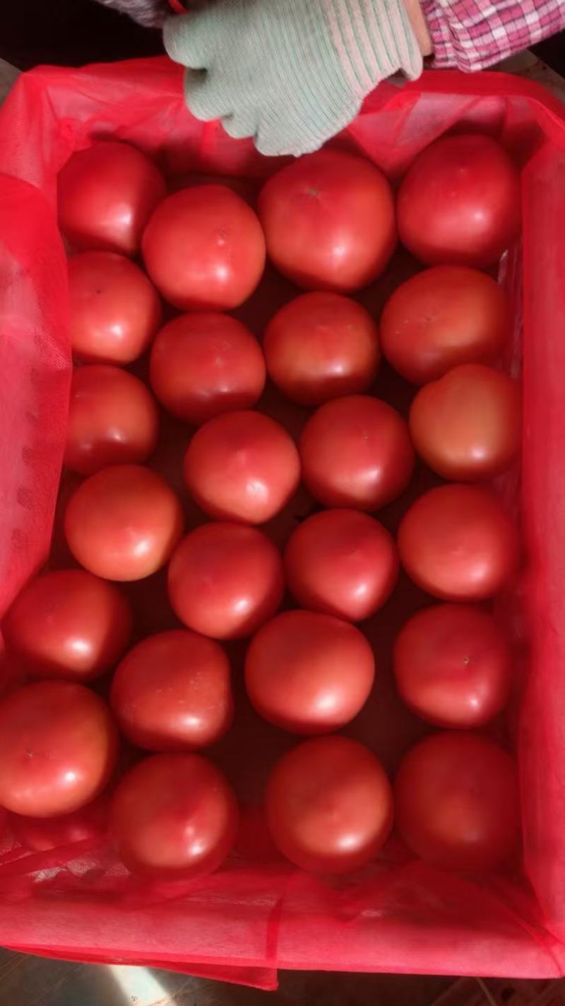 【优质精品硬粉西红柿】现摘现发品质保证产地直发全国发货