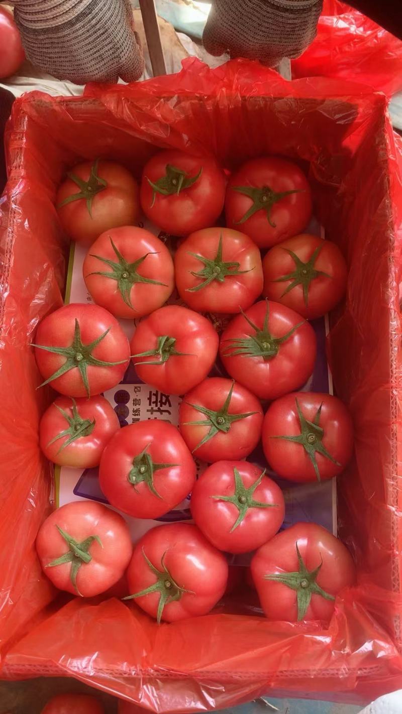 【优质精品硬粉西红柿】现摘现发品质保证产地直发全国发货