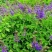 新鲜野生紫花丹参中药材整颗现挖现发紫花丹参