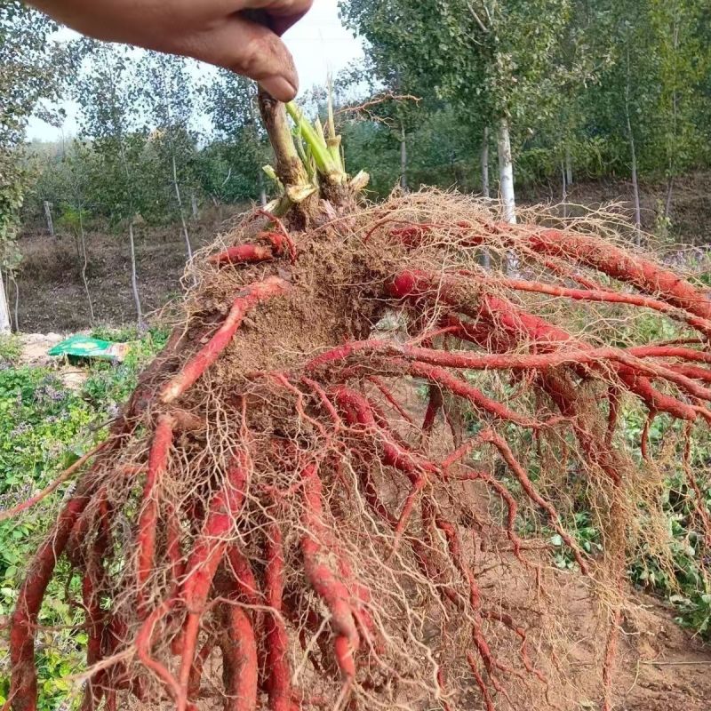 新鲜野生紫花丹参中药材整颗现挖现发紫花丹参