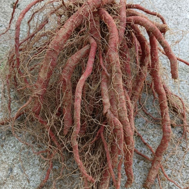 新鲜野生紫花丹参中药材整颗现挖现发紫花丹参