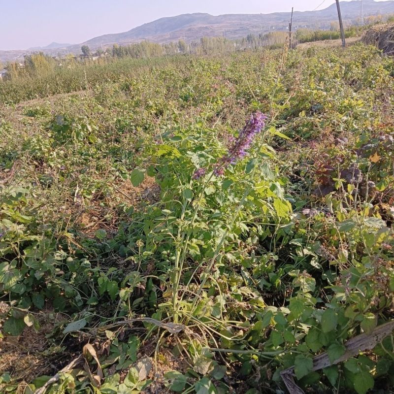 新鲜野生紫花丹参中药材整颗现挖现发紫花丹参