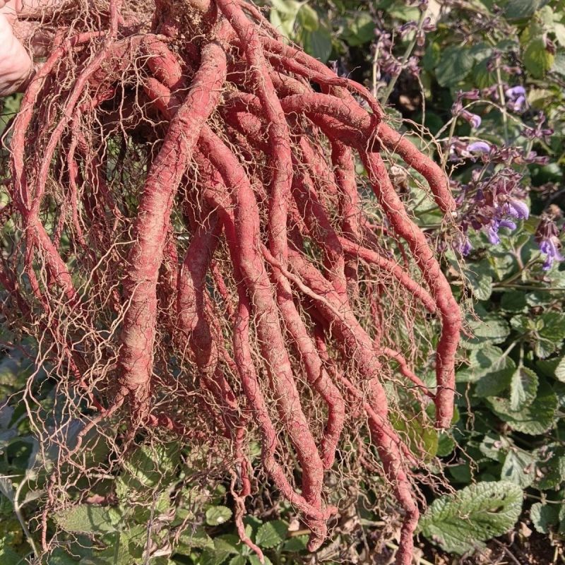 新鲜野生紫花丹参中药材整颗现挖现发紫花丹参