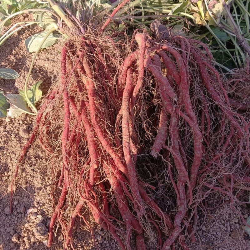新鲜野生紫花丹参中药材整颗现挖现发紫花丹参