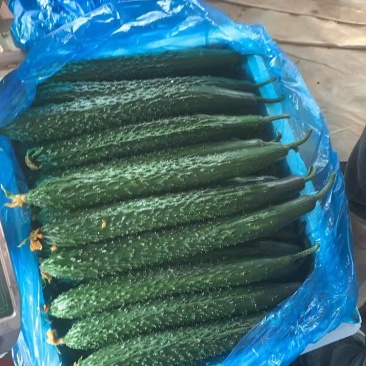 山东精品短把密刺黑油亮黄瓜新鲜现摘现发品质保证量大价优