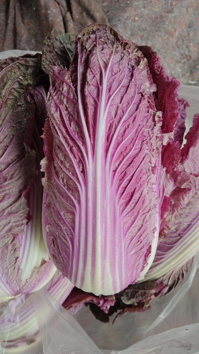 精品紫白菜，靓货