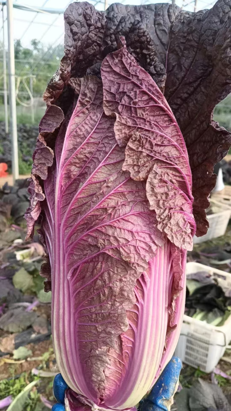 精品紫白菜，靓货