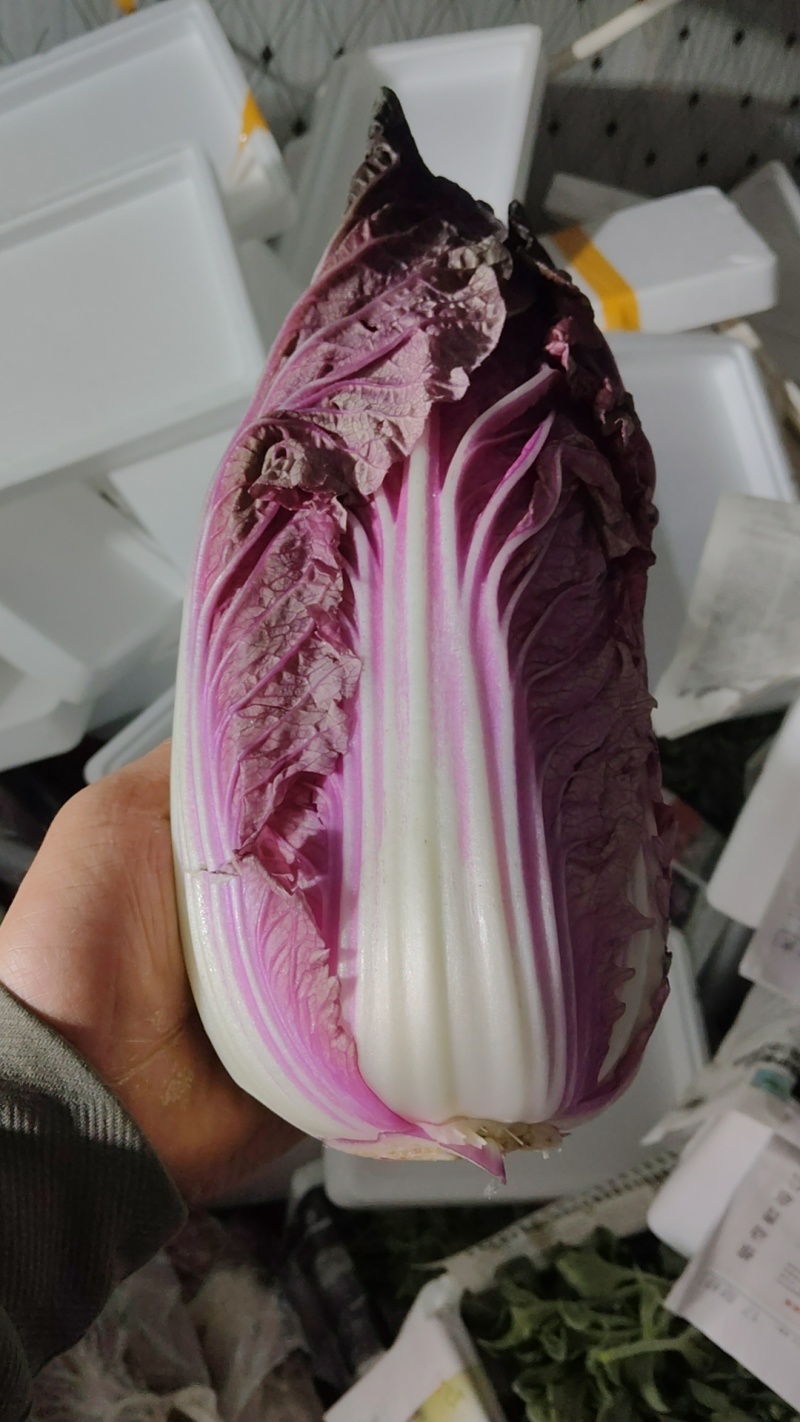 精品紫白菜，靓货