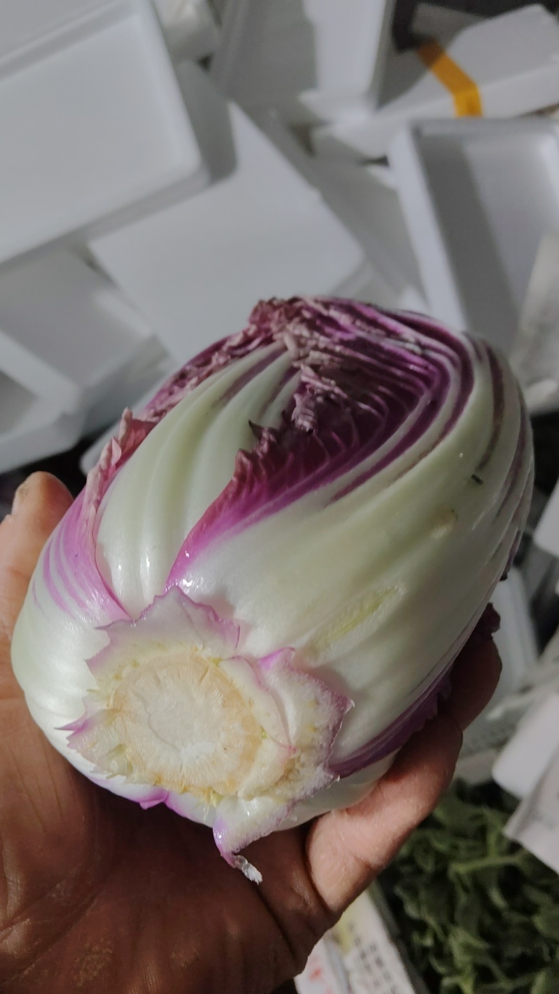 精品紫白菜，靓货