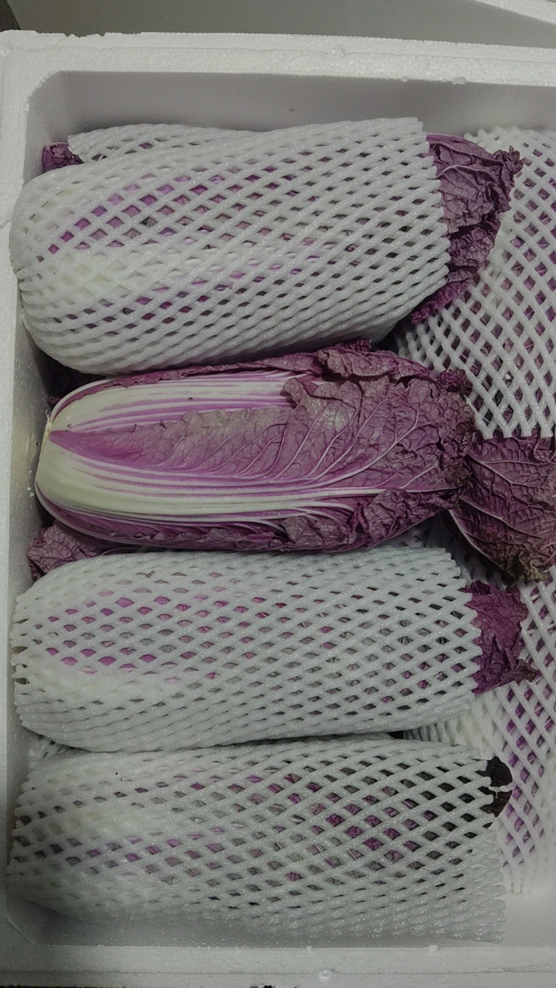 精品紫白菜，靓货
