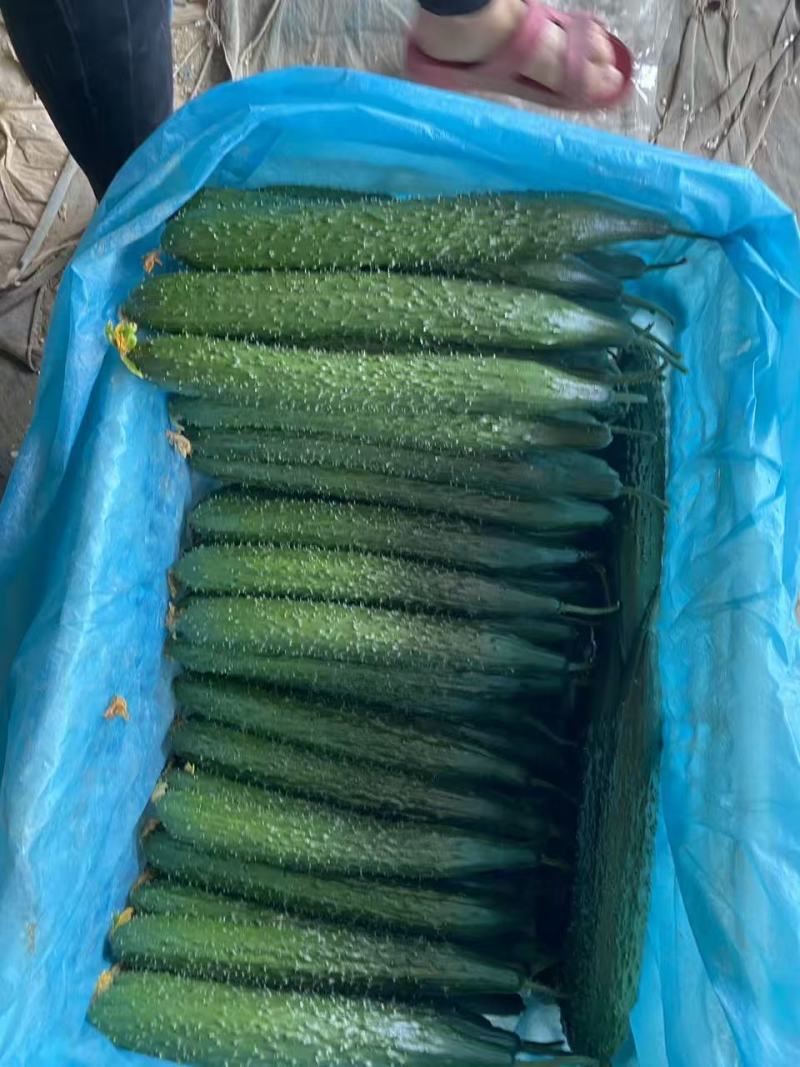 山东精品短把密刺黑油亮黄瓜新鲜现摘现发品质保证量大价优