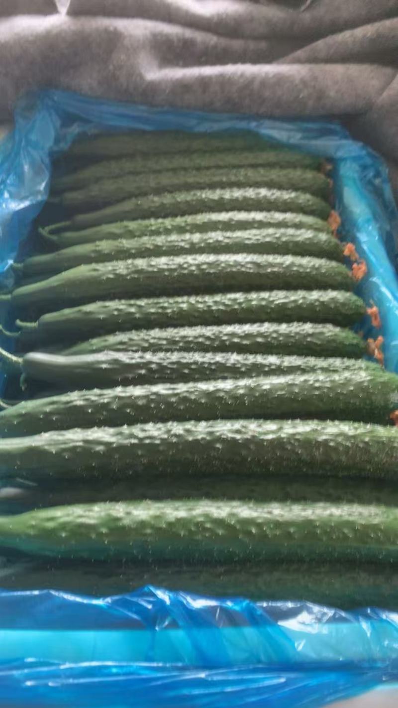 山东精品短把密刺黑油亮黄瓜新鲜现摘现发品质保证量大价优