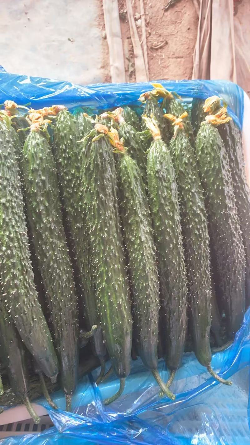 山东精品短把密刺黑油亮黄瓜新鲜现摘现发品质保证量大价优