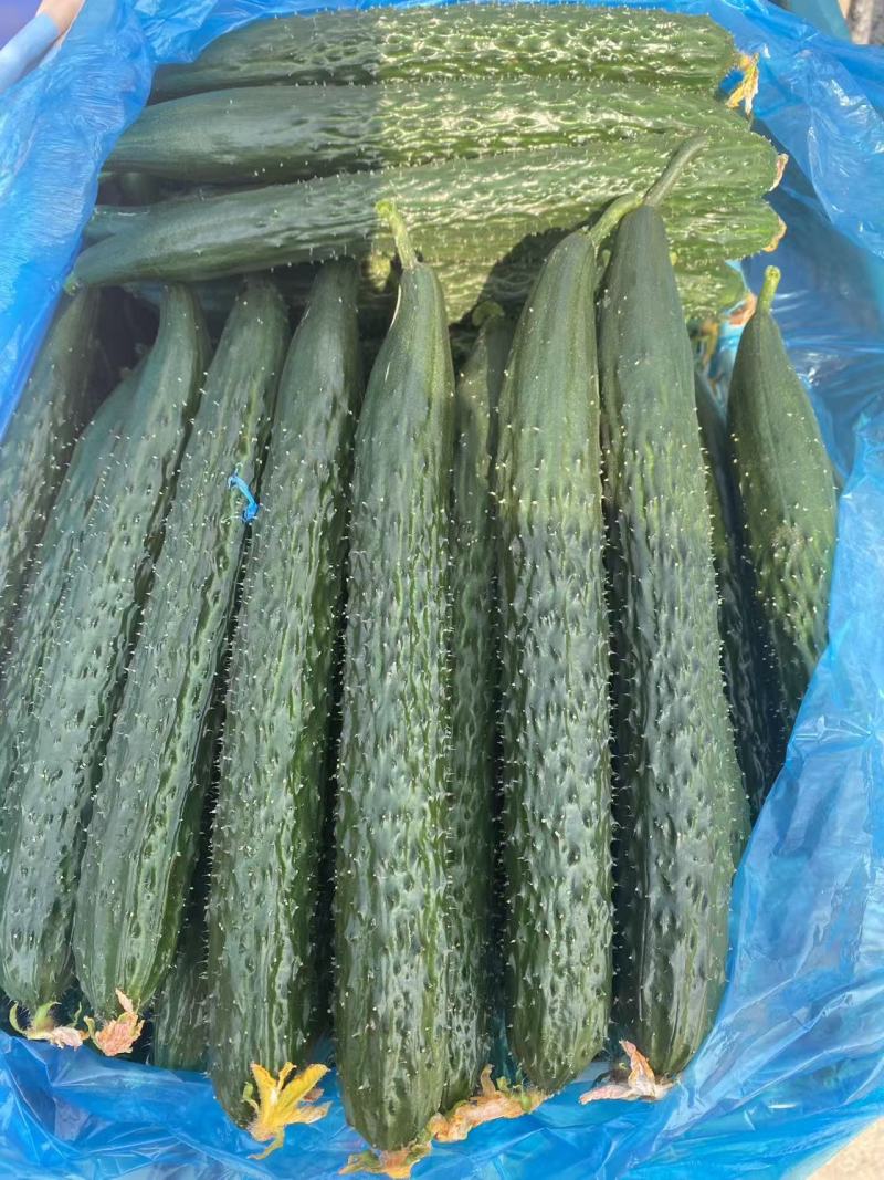 山东精品短把密刺黑油亮黄瓜新鲜现摘现发品质保证量大价优