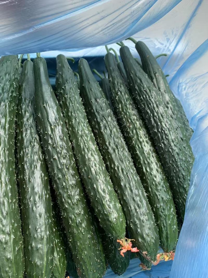 山东精品短把密刺黑油亮黄瓜新鲜现摘现发品质保证量大价优