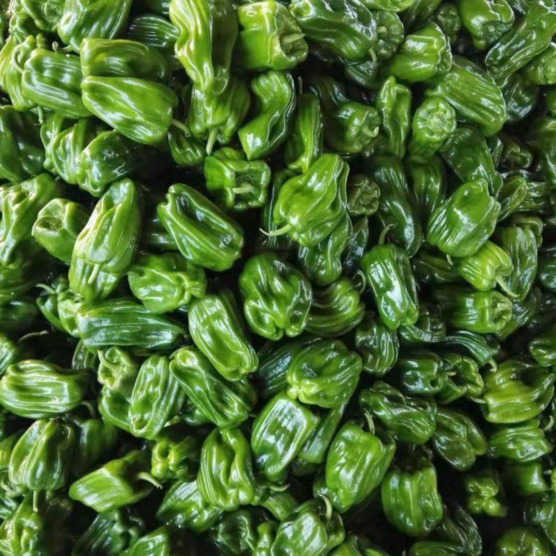 【精品麻辣椒薄皮椒】山东基地直供货源充足/品质保证量大价