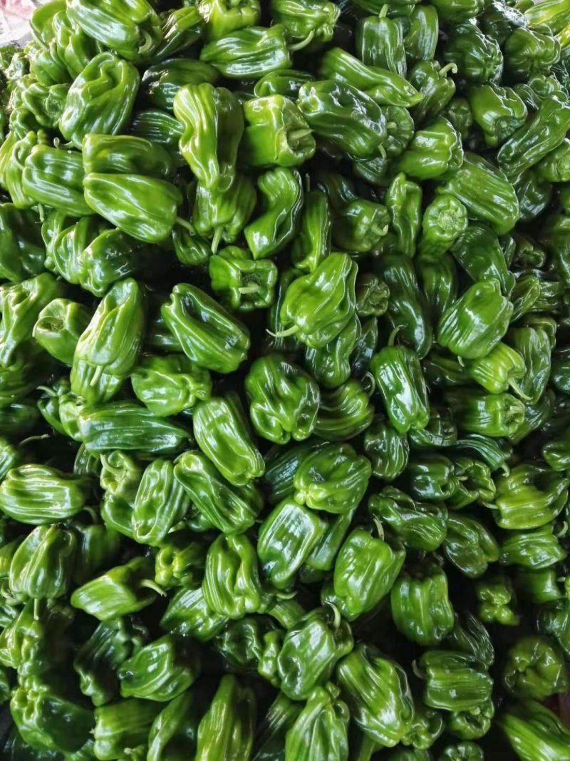 【精品麻辣椒薄皮椒】山东基地直供货源充足/品质保证量大价