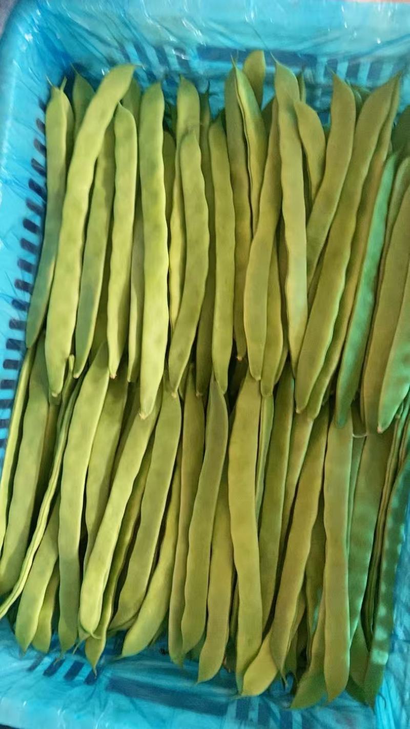 山东精品扁青芸豆大量供应产地直发品质保证量大价优全国发货