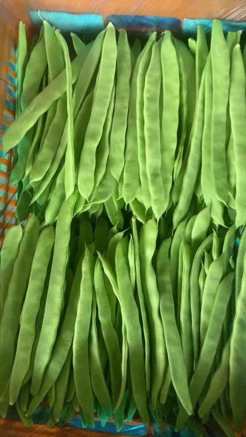 山东精品扁青芸豆大量供应产地直发品质保证量大价优全国发货