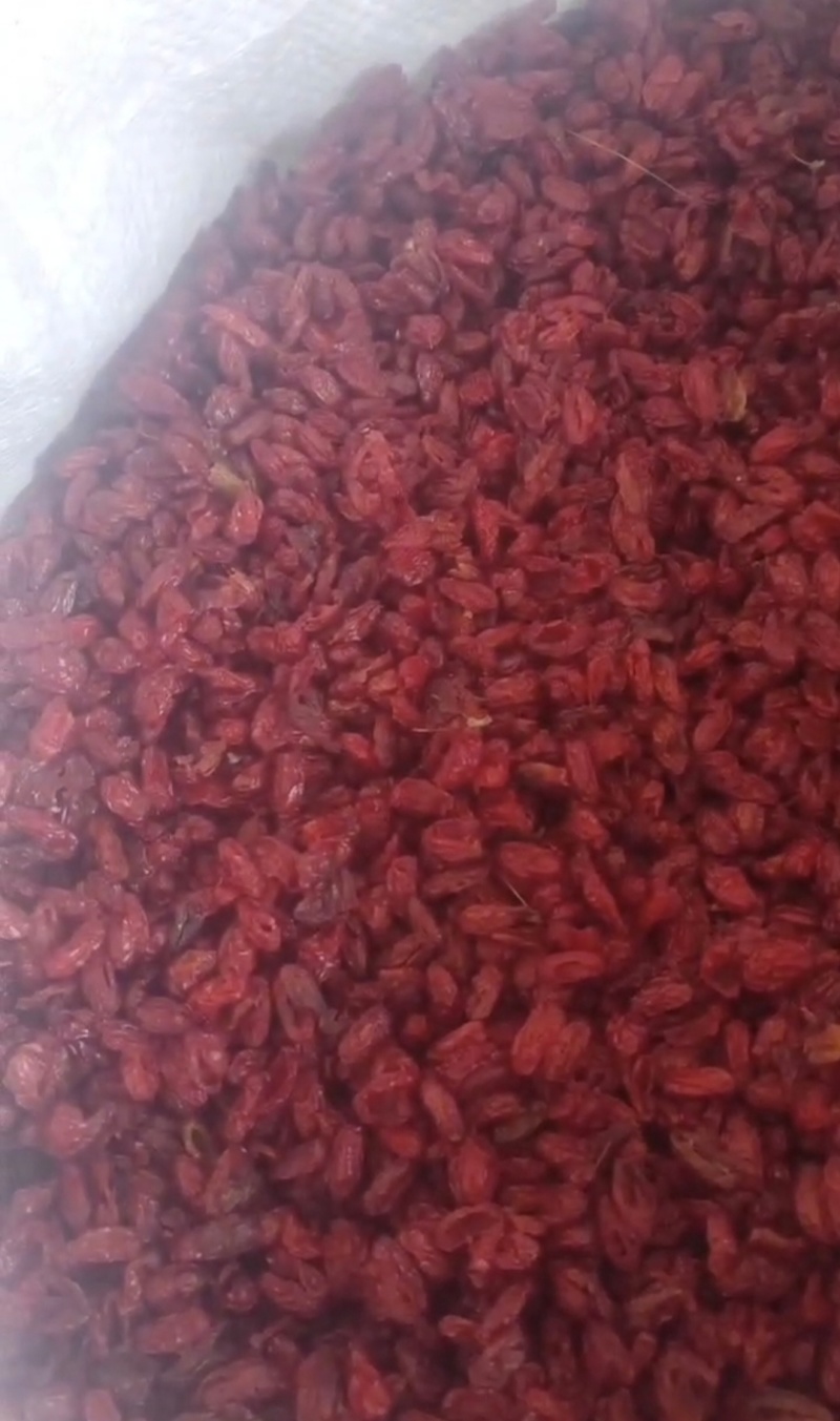 推荐南阳萸肉基地直供量大从优品质保证一手货源