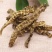 云南竹节参泽兰煲汤干货龙菜中药材泡酒