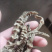 云南竹节参泽兰煲汤干货龙菜中药材泡酒