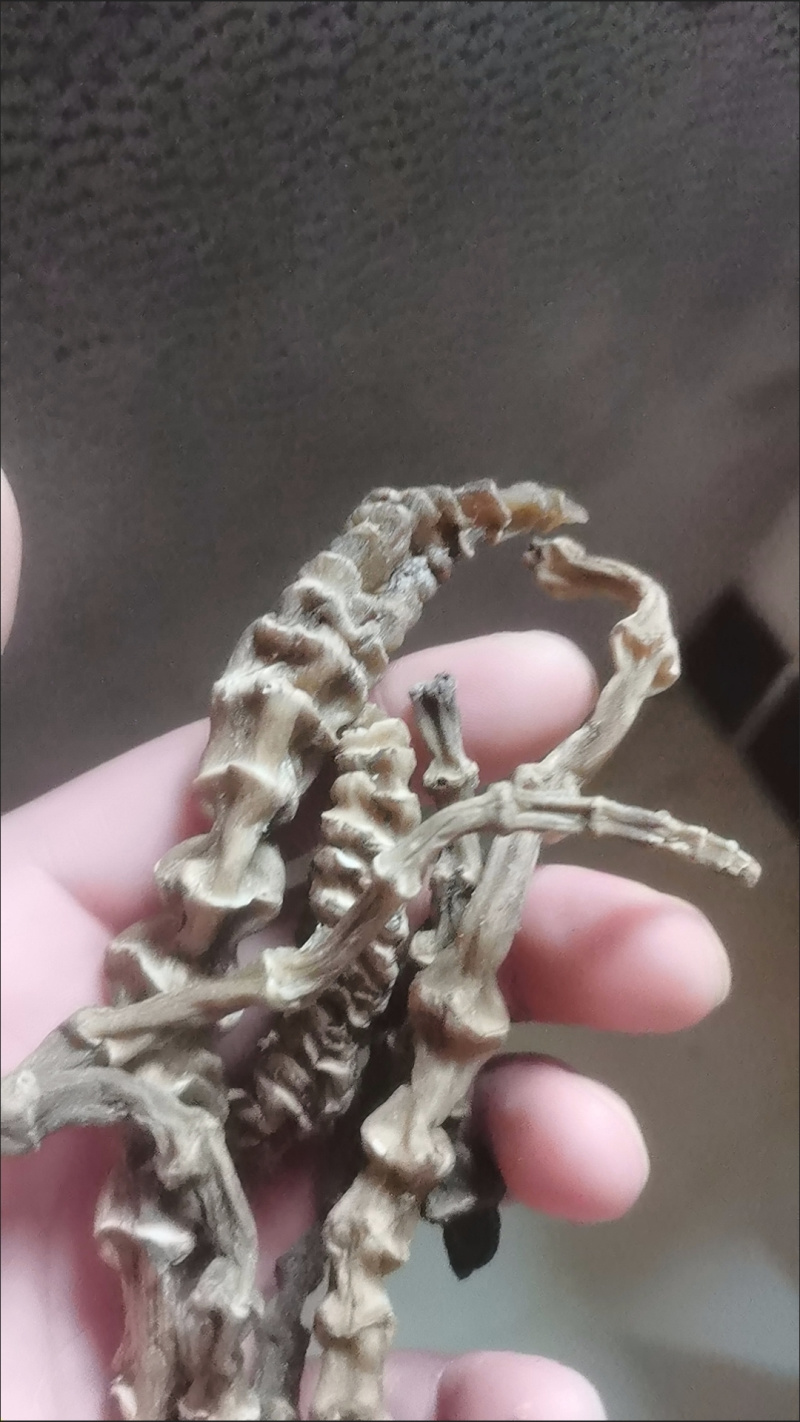 云南竹节参泽兰煲汤干货龙菜中药材泡酒