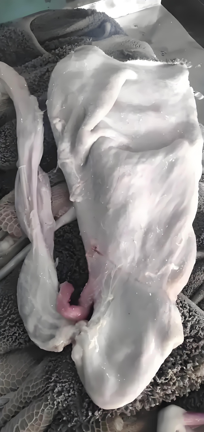 国产羊肚带毛羊肚清水洗干净的不掉毛免洗羊肚