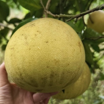 泸州纳溪水晶柚