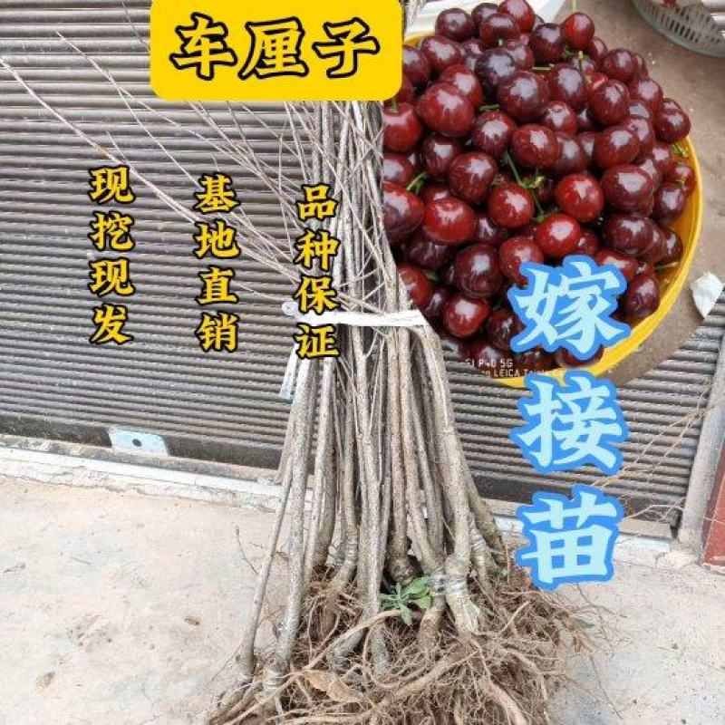 车厘子树苗黑珍珠大樱桃红灯车厘子美早樱桃
