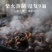 九华山50年野生制黄精九蒸九晒黄精油头辟谷肉黄精即食泡茶