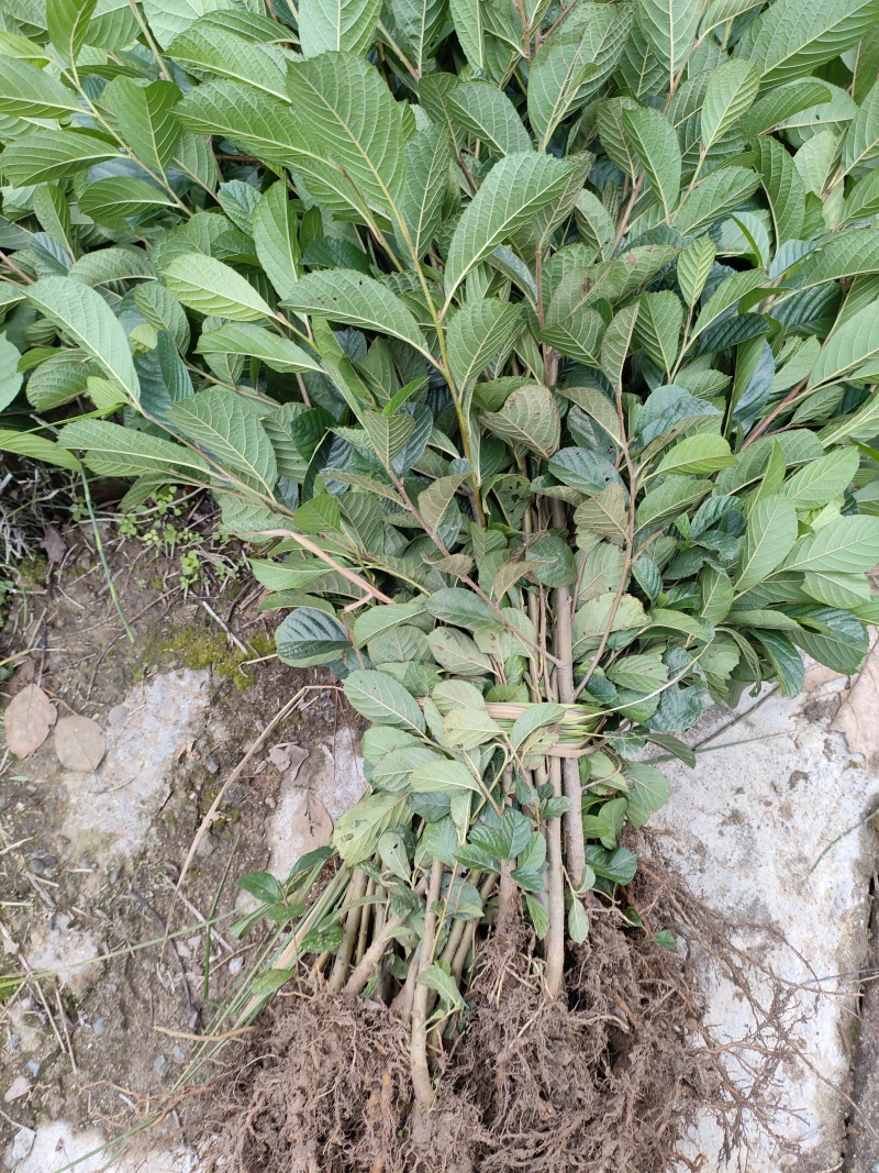 桤木树苗水冬瓜树苗南北方可种大小规格都有