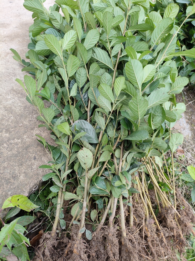 桤木树苗水冬瓜树苗南北方可种大小规格都有